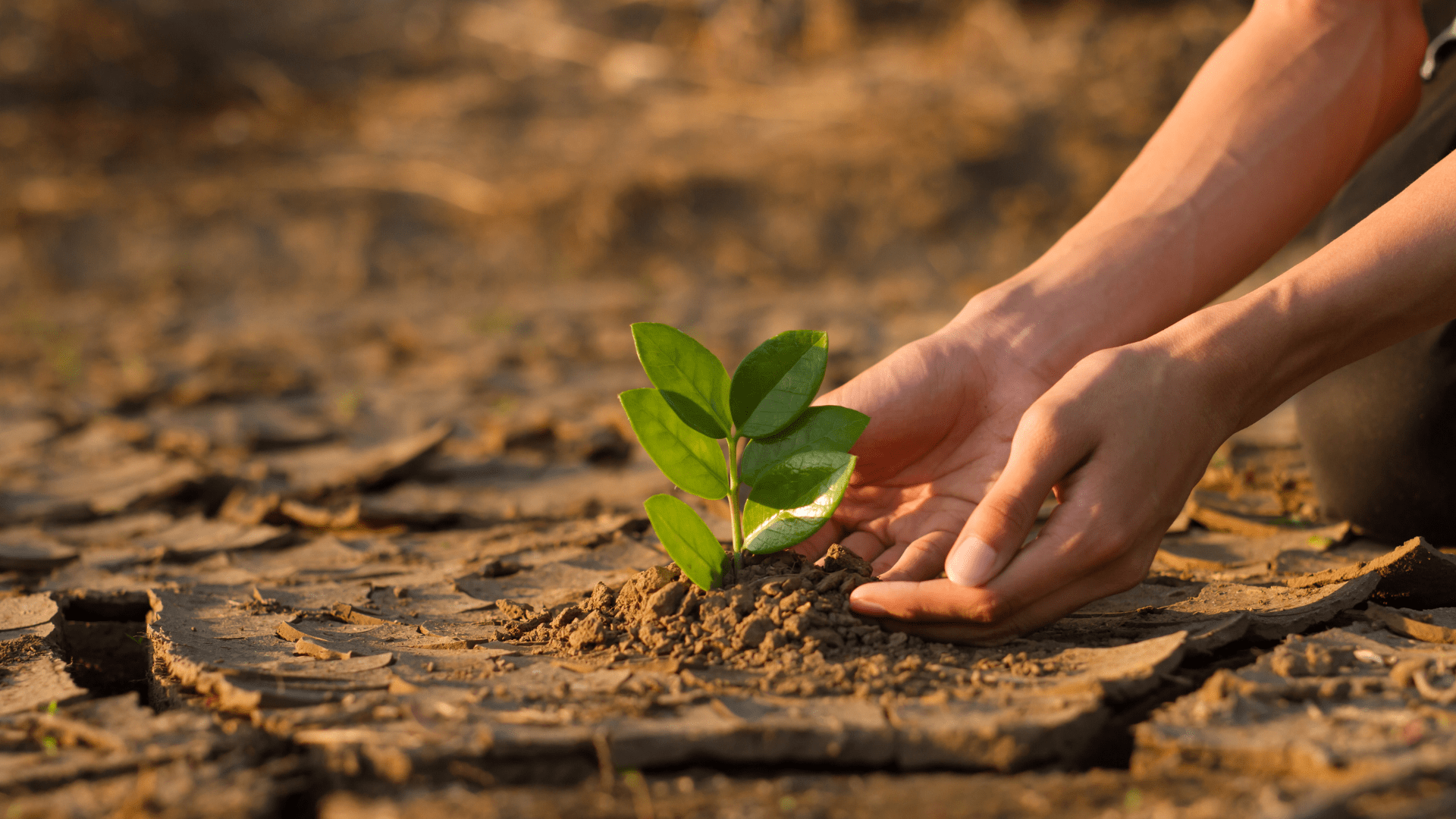 Cultivating a Sustainable World