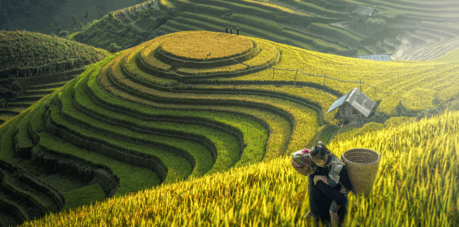 Agriculture in Viet Nam