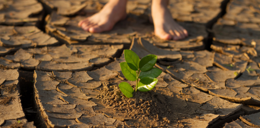 Carbon credits in Singapore - Climate change