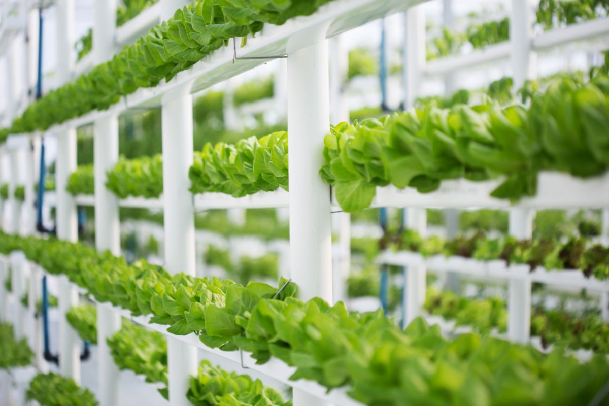 vertical farming in sustainable urban agriculture